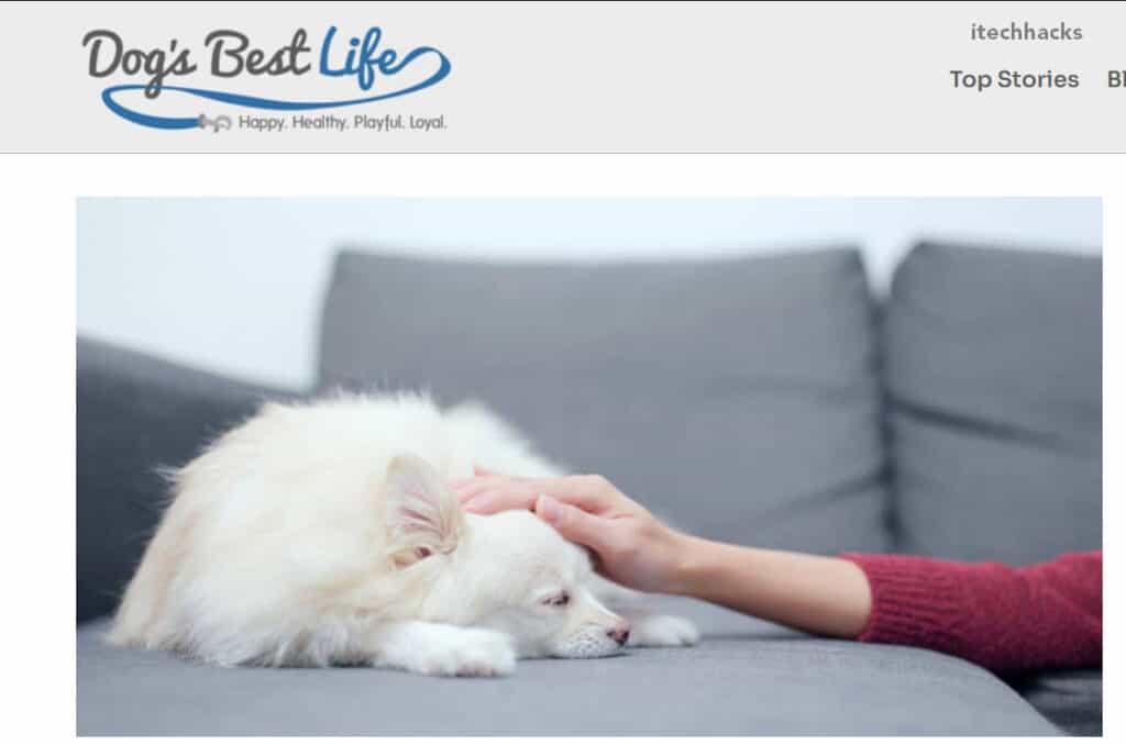 Top 10 Best Puppies for Sale sites (2024) Find a Puppy